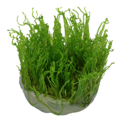1-2-Grow Taxiphyllum alternans 'Taiwan'