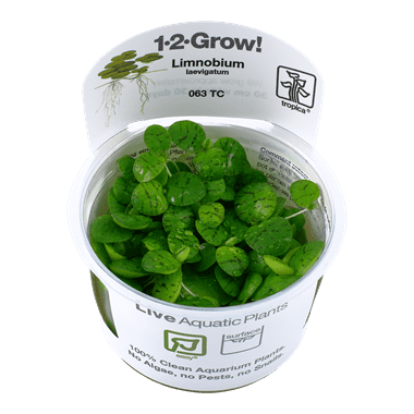 1-2-Grow. Limnobium laevigatum (Flydeplante) 