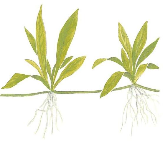 1-2-Grow. Helanthium bolivianum 'Quadricostatus'