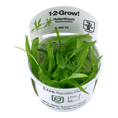 1-2-Grow. Helanthium bolivianum 'Quadricostatus'
