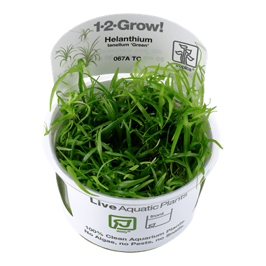 1-2-Grow. Helanthium tenellum 'Green'