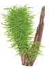 1-2-Grow. Taxiphyllum 'Spiky'