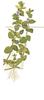 1-2-Grow. Bacopa caroliniana