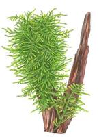 1-2-Grow. Taxiphyllum 'Spiky'
